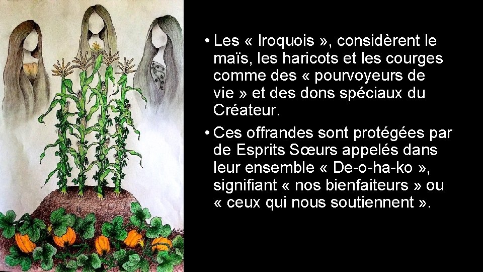  • Les « Iroquois » , considèrent le maïs, les haricots et les