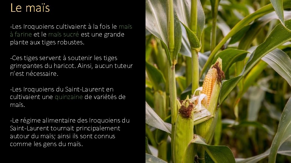 Le maïs -Les Iroquoiens cultivaient à la fois le maïs à farine et le