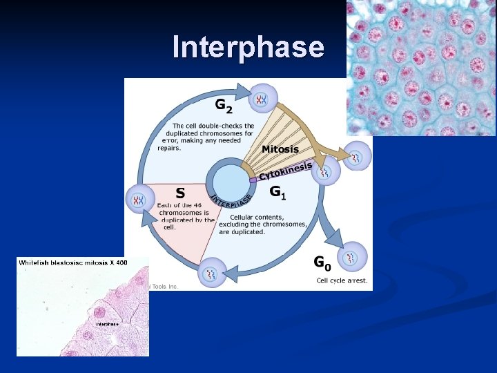 Interphase 