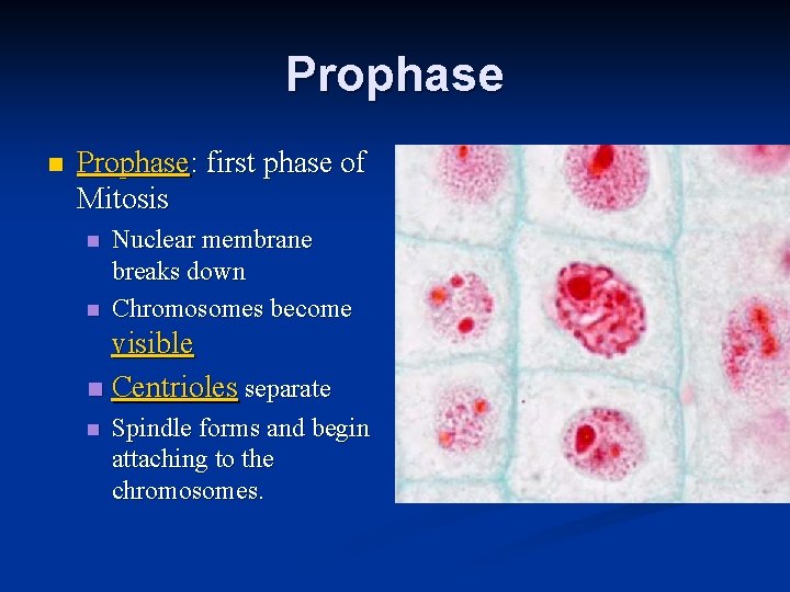 Prophase n Prophase: first phase of Mitosis n n Nuclear membrane breaks down Chromosomes