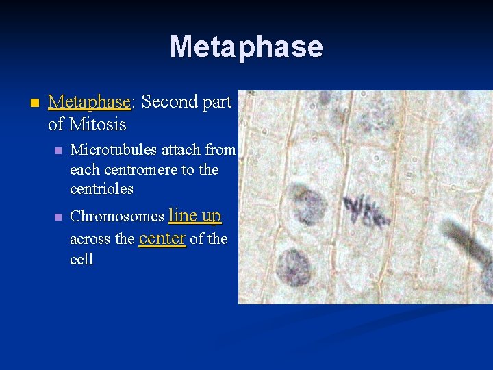 Metaphase n Metaphase: Second part of Mitosis n n Microtubules attach from each centromere