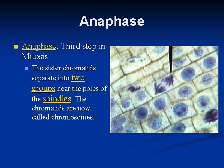 Anaphase n Anaphase: Third step in Mitosis n The sister chromatids separate into two
