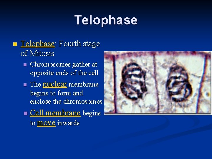 Telophase n Telophase: Fourth stage of Mitosis n n n Chromosomes gather at opposite