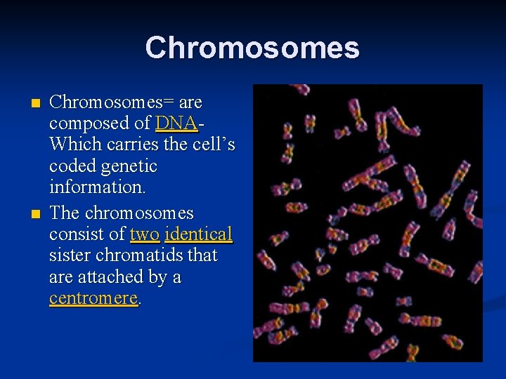 Chromosomes n n Chromosomes= are composed of DNAWhich carries the cell’s coded genetic information.