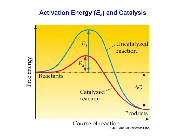 Activation Energy (Ea) and Catalysis 