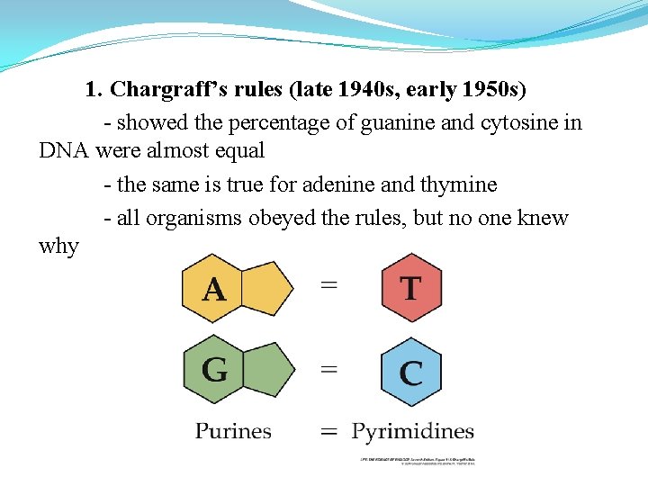 1. Chargraff’s rules (late 1940 s, early 1950 s) - showed the percentage of 1. Chargraff’s rules (late 1940 s, early 1950 s) - showed the percentage of