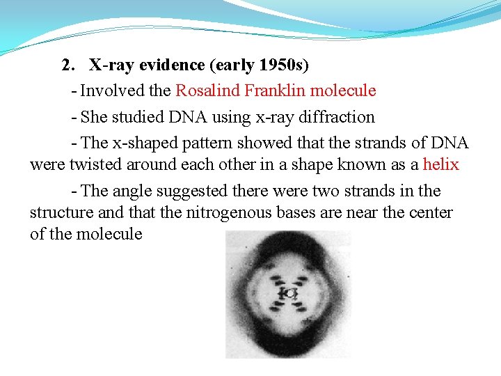 2. X-ray evidence (early 1950 s) - Involved the Rosalind Franklin molecule - She 2. X-ray evidence (early 1950 s) - Involved the Rosalind Franklin molecule - She