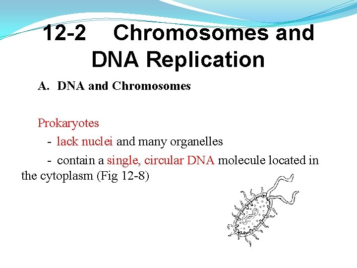 12 -2 Chromosomes and DNA Replication A. DNA and Chromosomes Prokaryotes - lack nuclei 12 -2 Chromosomes and DNA Replication A. DNA and Chromosomes Prokaryotes - lack nuclei