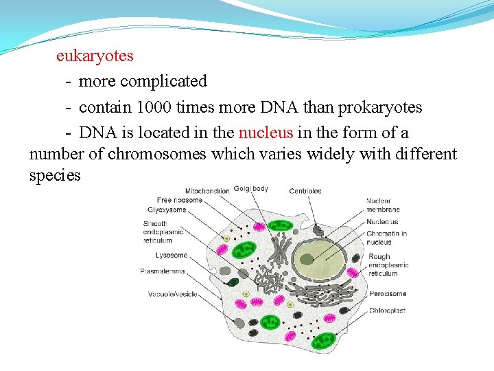eukaryotes - more complicated - contain 1000 times more DNA than prokaryotes - DNA eukaryotes - more complicated - contain 1000 times more DNA than prokaryotes - DNA