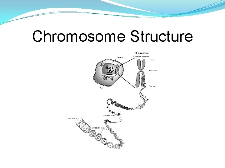 Chromosome Structure Chromosome Structure