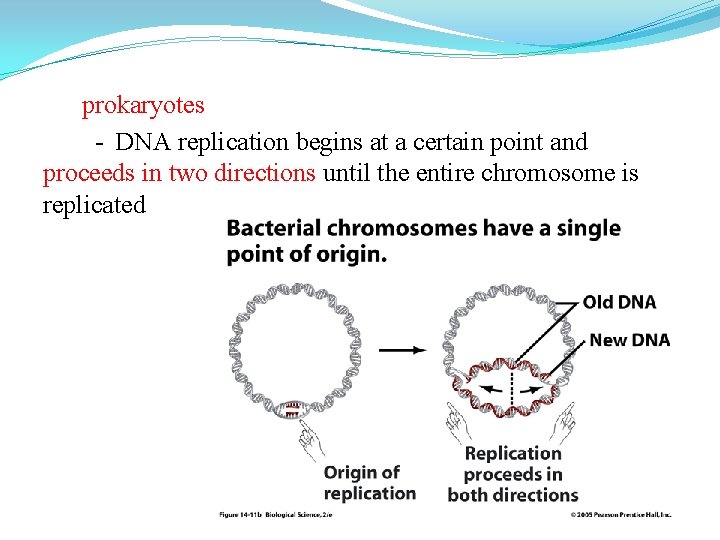 prokaryotes - DNA replication begins at a certain point and proceeds in two directions prokaryotes - DNA replication begins at a certain point and proceeds in two directions