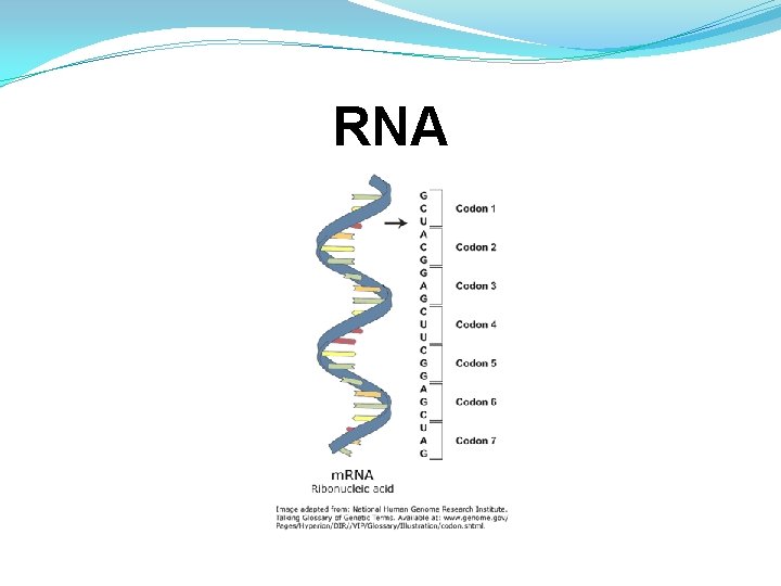 RNA RNA