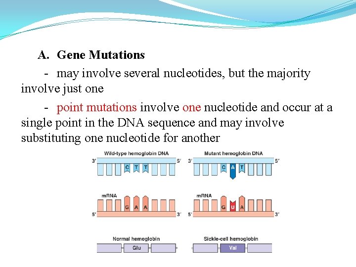 A. Gene Mutations - may involve several nucleotides, but the majority involve just one A. Gene Mutations - may involve several nucleotides, but the majority involve just one