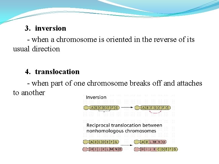 3. inversion - when a chromosome is oriented in the reverse of its usual 3. inversion - when a chromosome is oriented in the reverse of its usual
