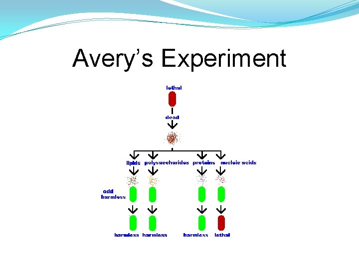 Avery’s Experiment Avery’s Experiment