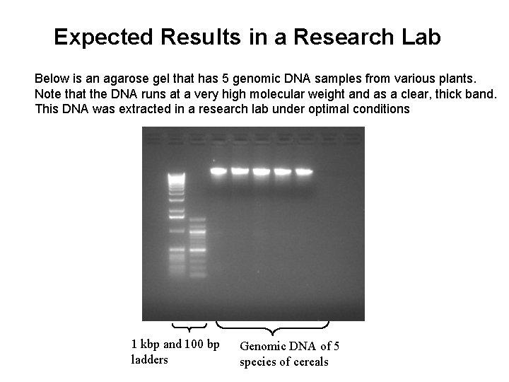 Expected Results in a Research Lab Below is an agarose gel that has 5 Expected Results in a Research Lab Below is an agarose gel that has 5