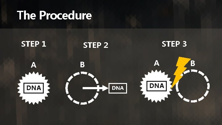 The Procedure STEP 1 A DNA STEP 3 STEP 2 A B DNA B