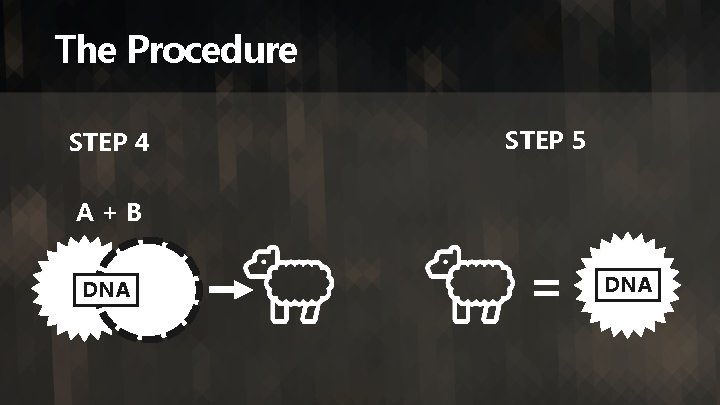 The Procedure STEP 4 STEP 5 A+B DNA = DNA 