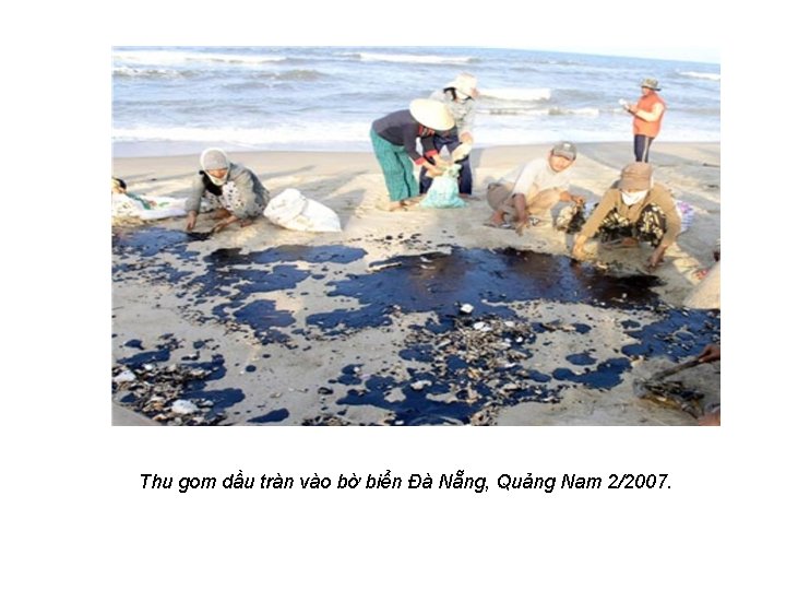 Thu gom dầu tràn vào bờ biển Đà Nẵng, Quảng Nam 2/2007. 
