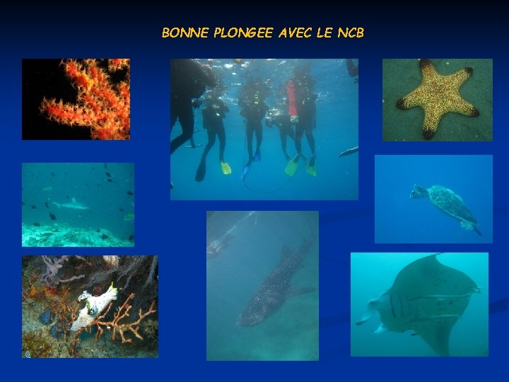BONNE PLONGEE AVEC LE NCB 