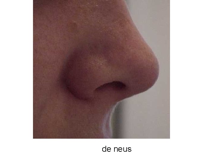 de neus 