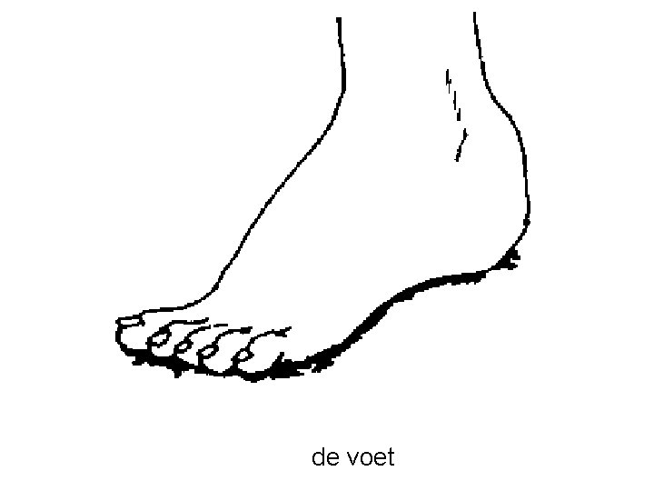 de voet 