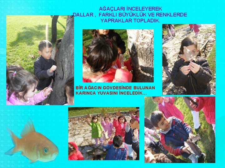 AĞAÇLARI İNCELEYEREK DALLAR , FARKLI BÜYÜKLÜK VE RENKLERDE YAPRAKLAR TOPLADIK. BİR AĞACIN GÖVDESİNDE BULUNAN