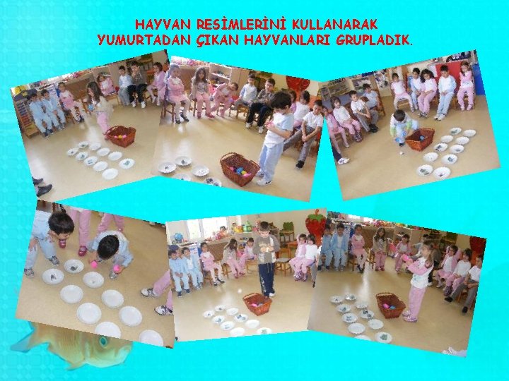 HAYVAN RESİMLERİNİ KULLANARAK YUMURTADAN ÇIKAN HAYVANLARI GRUPLADIK. 