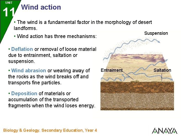UNIT 11 Wind action • The wind is a fundamental factor in the morphology