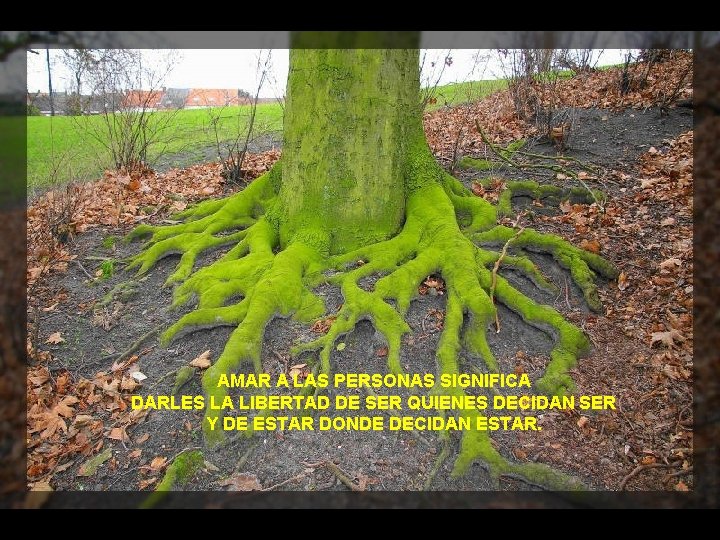 AMAR A LAS PERSONAS SIGNIFICA DARLES LA LIBERTAD DE SER QUIENES DECIDAN SER Y