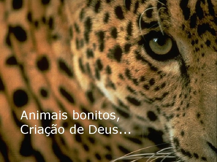 Animais bonitos, Criação de Deus. . . 