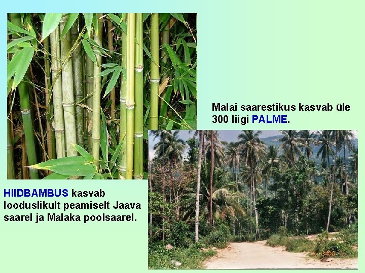 Malai saarestikus kasvab üle 300 liigi PALME. HIIDBAMBUS kasvab looduslikult peamiselt Jaava saarel ja