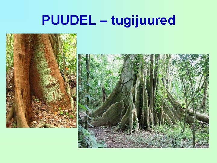 PUUDEL – tugijuured 