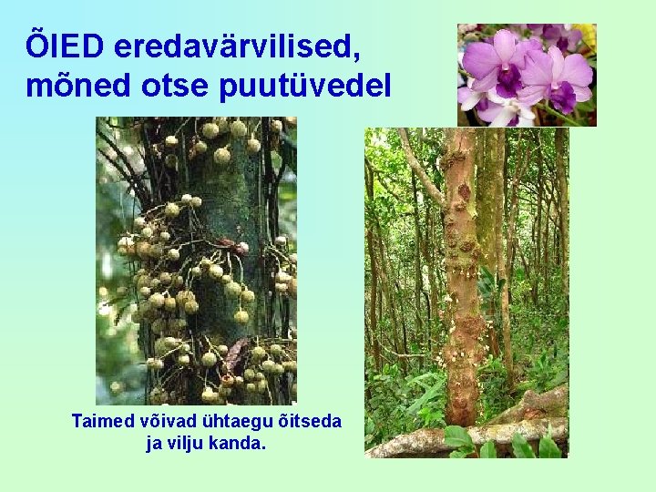 ÕIED eredavärvilised, mõned otse puutüvedel Taimed võivad ühtaegu õitseda ja vilju kanda. 