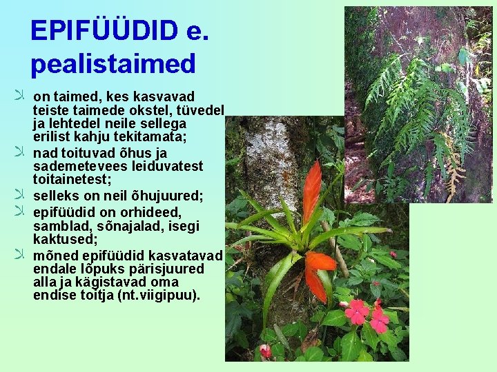 EPIFÜÜDID e. pealistaimed ﻼ on taimed, kes kasvavad ﻼ ﻼ teiste taimede okstel, tüvedel