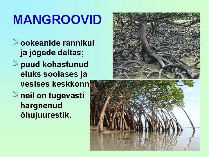 MANGROOVID ﻼ ookeanide rannikul ja jõgede deltas; ﻼ puud kohastunud eluks soolases ja vesises