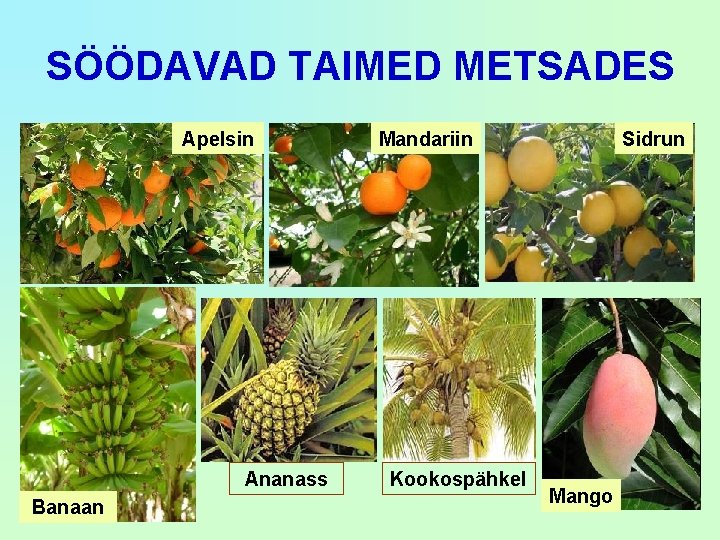 SÖÖDAVAD TAIMED METSADES Apelsin Ananass Banaan Mandariin Kookospähkel Sidrun Mango 