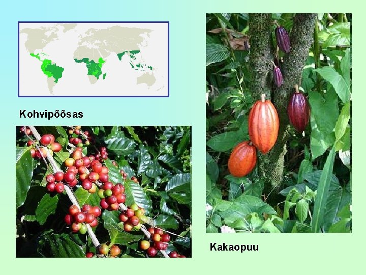 Kohvipõõsas Kakaopuu 