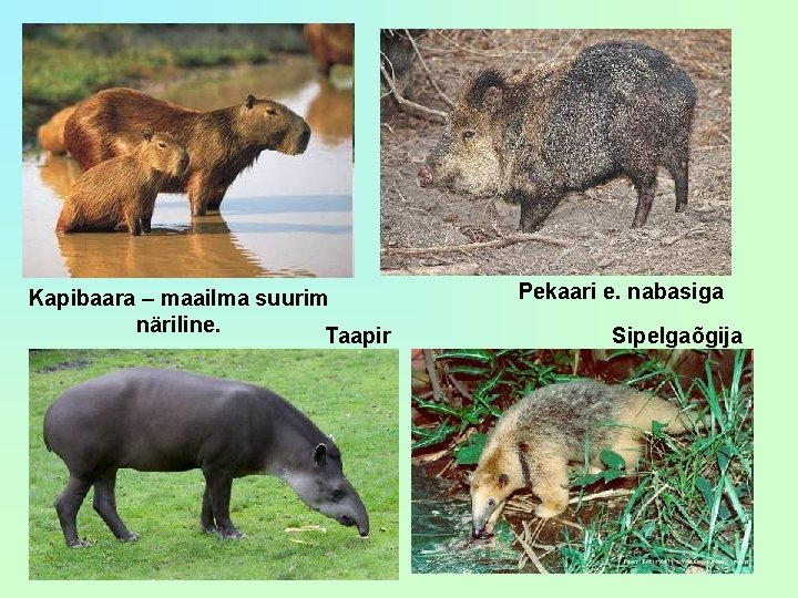 Kapibaara – maailma suurim näriline. Taapir Pekaari e. nabasiga Sipelgaõgija 