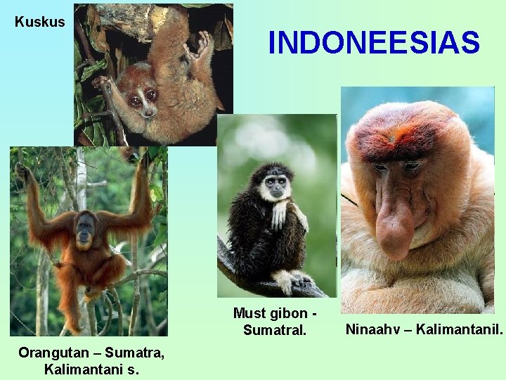 Kuskus INDONEESIAS Must gibon Sumatral. Orangutan – Sumatra, Kalimantani s. Ninaahv – Kalimantanil. 