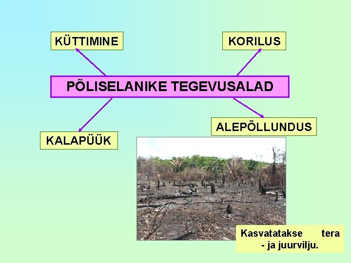 KÜTTIMINE KORILUS PÕLISELANIKE TEGEVUSALAD ALEPÕLLUNDUS KALAPÜÜK Kasvatatakse tera - ja juurvilju. 