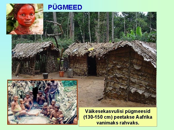 PÜGMEED Väikesekasvulisi pügmeesid (130 -150 cm) peetakse Aafrika vanimaks rahvaks. 