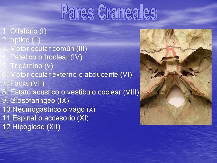 1. Olfatorio (I) 2. optico (II) 3. Motor ocular común (III) 4. Patetico o