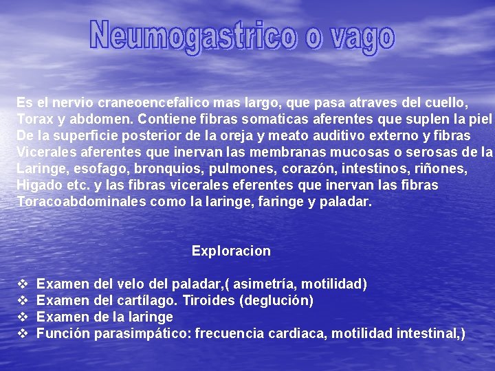 Es el nervio craneoencefalico mas largo, que pasa atraves del cuello, Torax y abdomen.