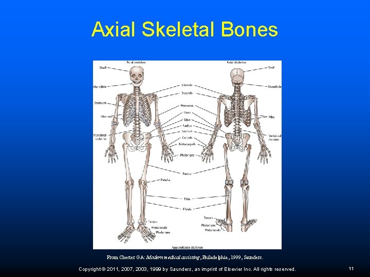 Axial Skeletal Bones From Chester GA: Modern medical assisting, Philadelphia, 1999, Saunders. Copyright ©