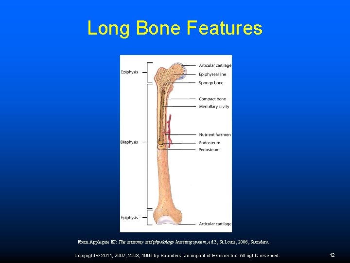 Long Bone Features From Applegate EJ: The anatomy and physiology learning system, ed 3,