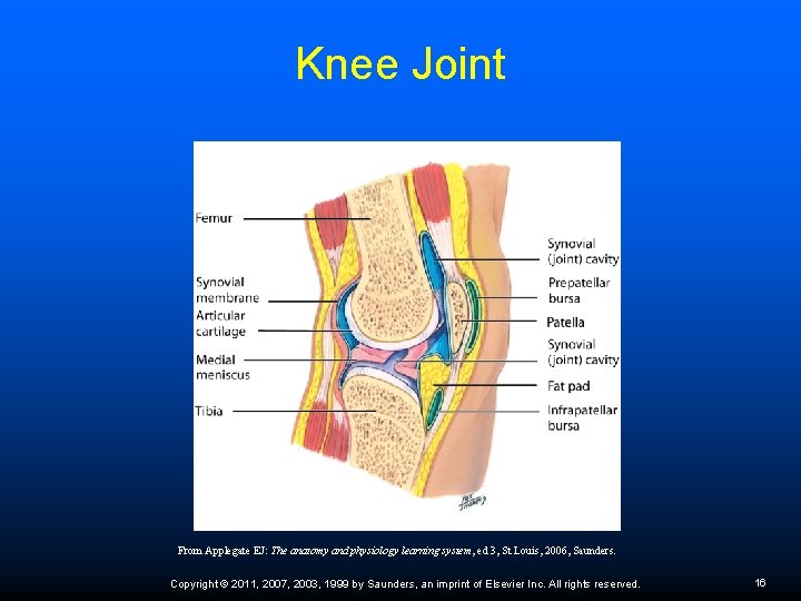 Knee Joint From Applegate EJ: The anatomy and physiology learning system, ed 3, St