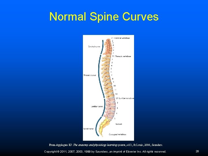 Normal Spine Curves From Applegate EJ: The anatomy and physiology learning system, ed 3,