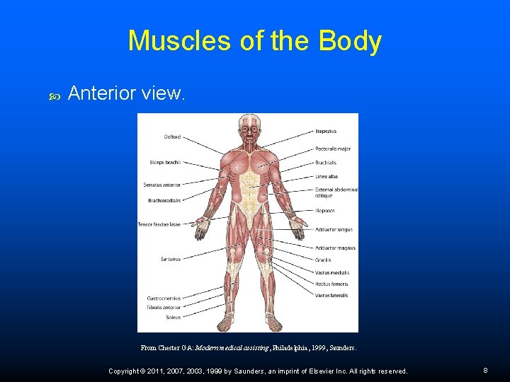 Muscles of the Body Anterior view. From Chester GA: Modern medical assisting, Philadelphia, 1999,