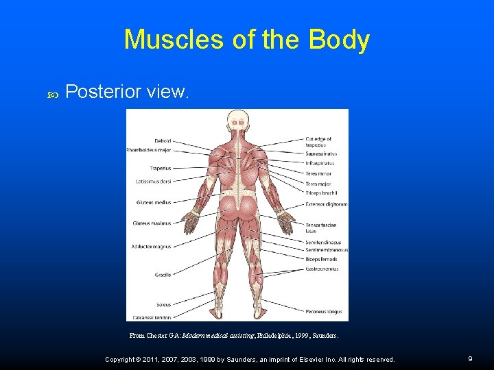 Muscles of the Body Posterior view. From Chester GA: Modern medical assisting, Philadelphia, 1999,